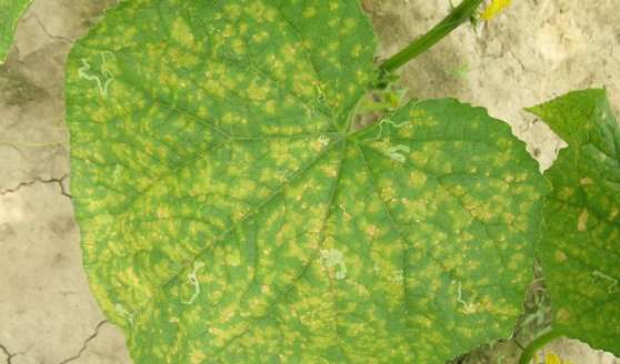 黄瓜细菌性角斑病怎样防治?