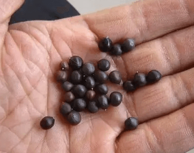 栾树种子 栾树种子