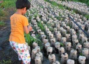 黑木耳种植视频图片：塑料袋栽黑木耳
