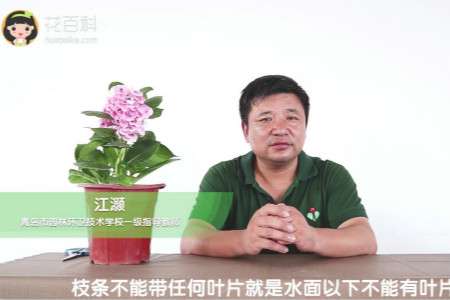 绣球花 绣球花