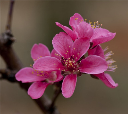桃花 桃花