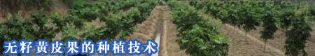 无籽黄皮果的种植技术