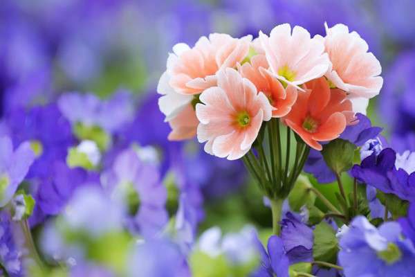 室内花卉萎蔫后怎么处理 室内花卉萎蔫后怎么处理
