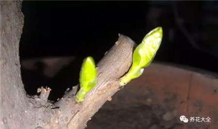 促进发芽 促进发芽