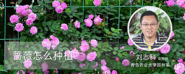 蔷薇怎么种植 蔷薇怎么种植