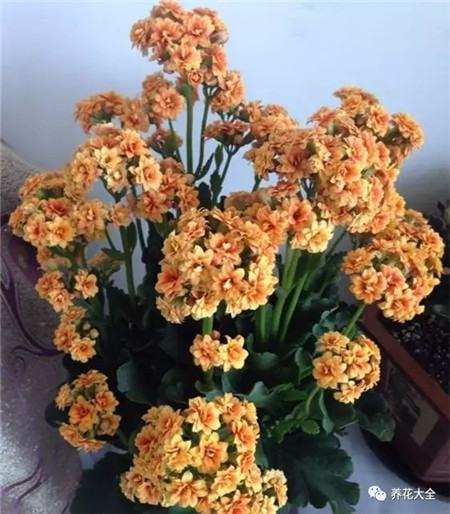 水培长寿花 水培长寿花