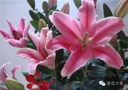 百合花 百合花