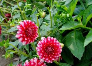 大丽花只长叶子不开花怎么办