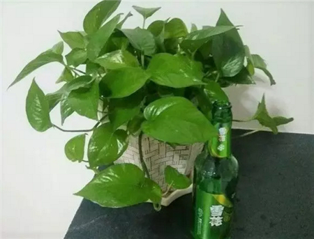 绿萝 绿萝