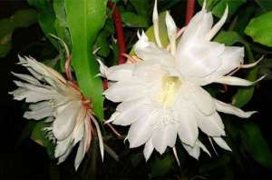 昙花怎么修剪？昙花的修剪方法