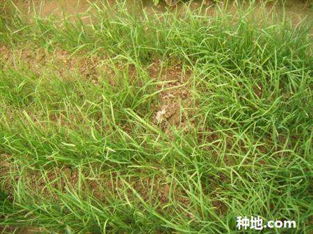 韭菜为什么黄叶?
