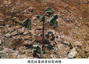 什么是棉花枯萎病?