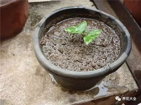 茉莉生根 茉莉生根