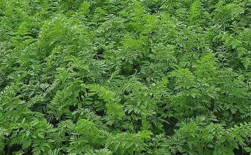 胡萝卜种植时间和措施
