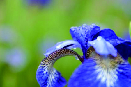 花菖蒲 花菖蒲