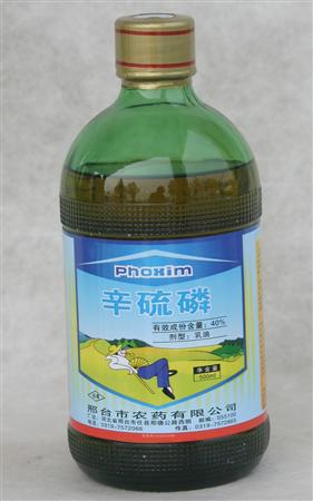 玉米蚜虫
