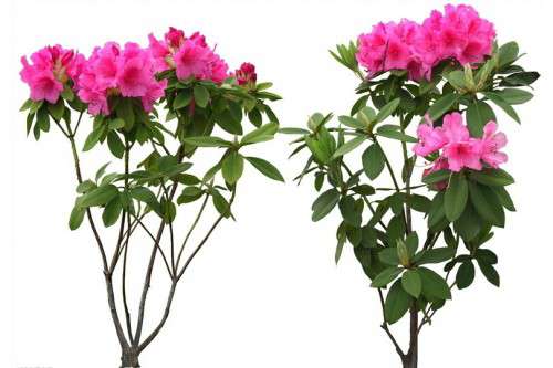 修剪杜鹃花病弱枝 修剪杜鹃花病弱枝