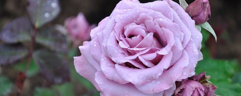 月季花的浇水方法 月季花的浇水方法