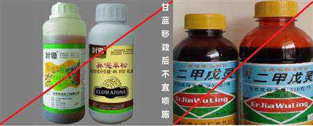 甘蓝菜封闭用什么除草剂好?