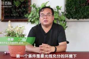 五彩络石为什么不开花
