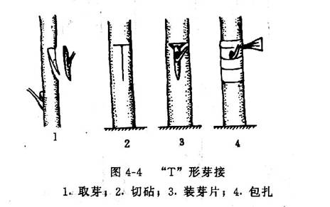 T形芽接图 T形芽接图