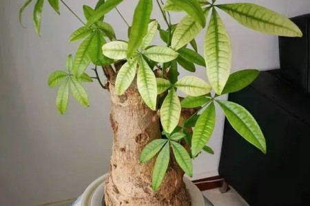 发财树 发财树