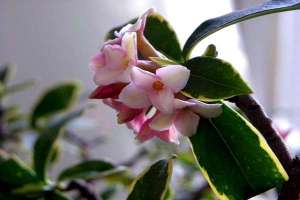 冬季盆栽瑞香花怎么养