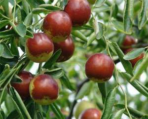 冬枣树萌芽期防治虫害技术