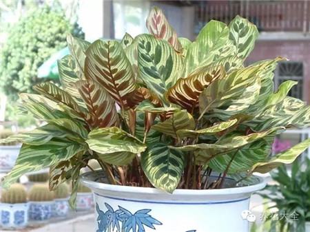 孔雀竹芋 孔雀竹芋