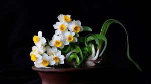 让水仙花春节开花的方法