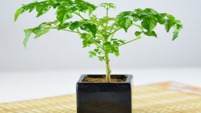 幸福树的功效与作用 幸福树的功效与作用