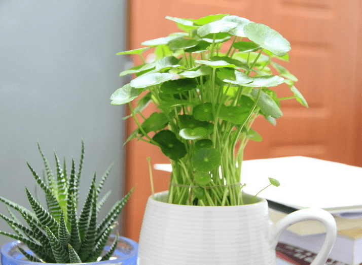 铜钱草 铜钱草
