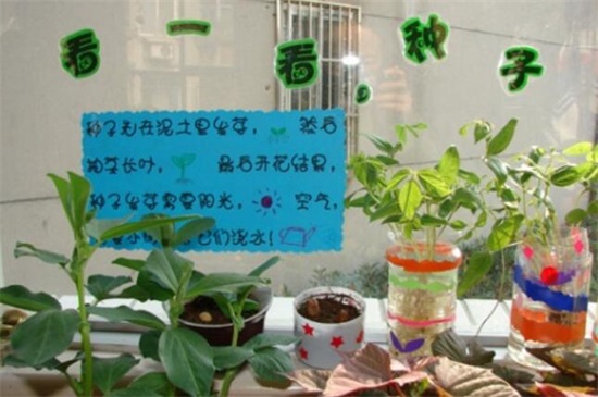 盘点植物角区域规则,6大规则将植物角养的郁郁葱葱