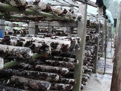 黑木耳种植:黑木耳怎么立体栽培?