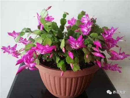 保持盆土湿润 保持盆土湿润
