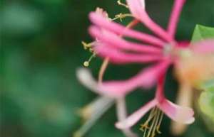 南京：花卉“洋品种”占本地的20％