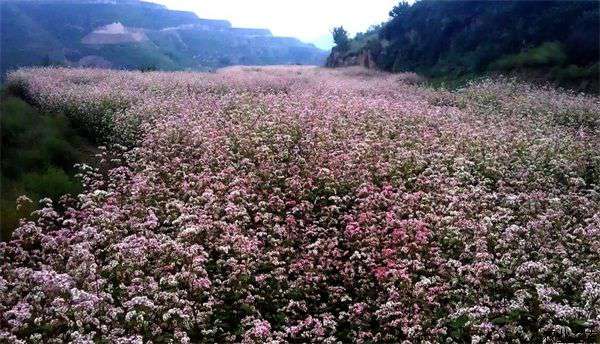 高寒山区荞麦种植高产技术