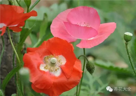 虞美人 虞美人