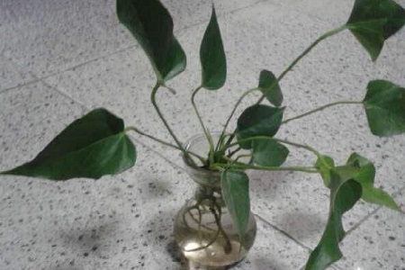 马蹄莲 马蹄莲