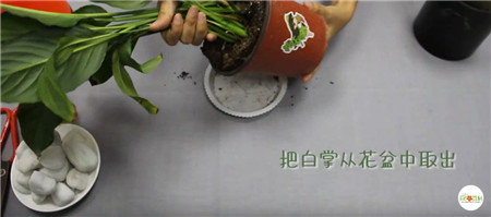 白掌 白掌