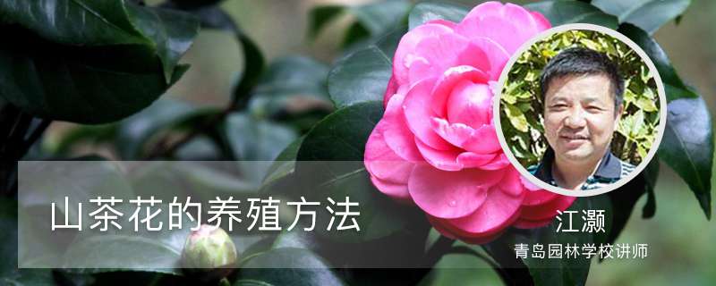 山茶花的养殖方法 山茶花的养殖方法