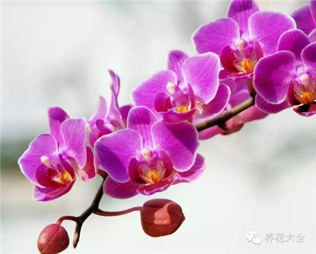 蝴蝶兰 蝴蝶兰
