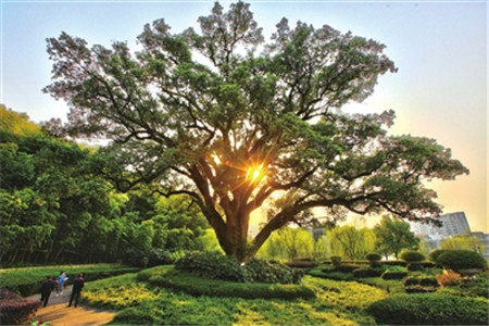 樟树 樟树
