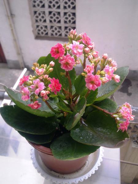 长寿花浇水——宁干勿湿 长寿花浇水——宁干勿湿