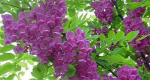 香花槐修剪要领