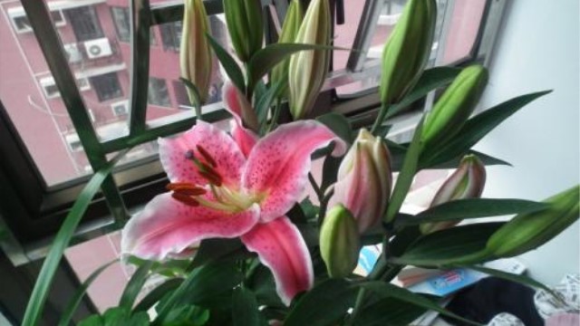 百合花能在室内养吗 百合花能在室内养吗
