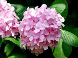 绣球花夏天怎么养