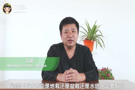 金钱草 金钱草