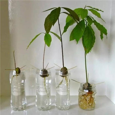 牛油果的特殊修剪 牛油果的特殊修剪