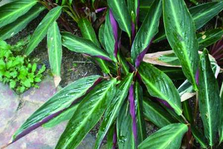 紫背竹芋 紫背竹芋